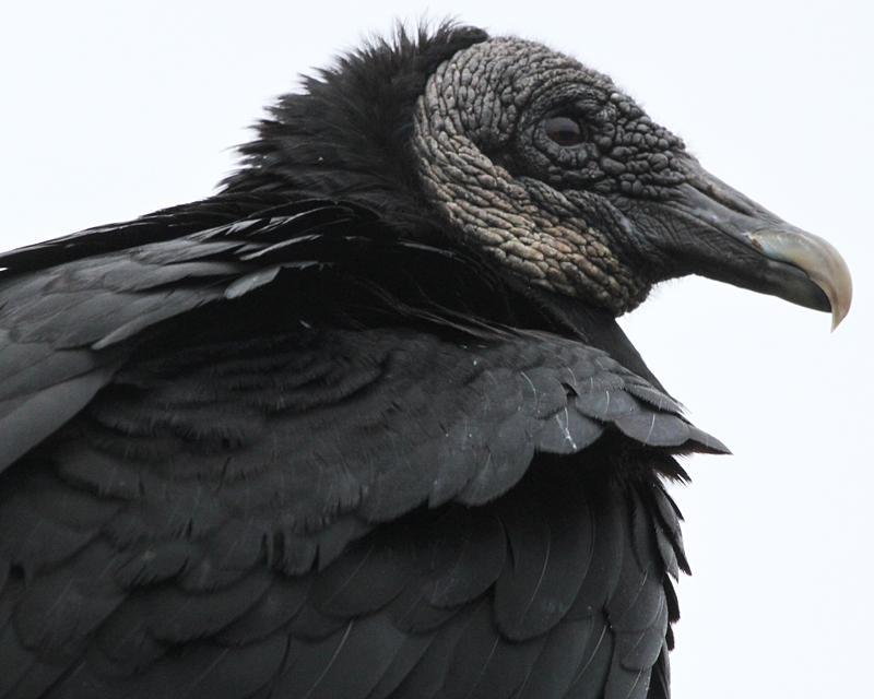 Black Vulture Photo by Ashley Bradford