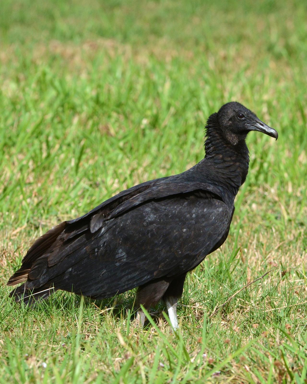 Black Vulture Photo by David Hollie