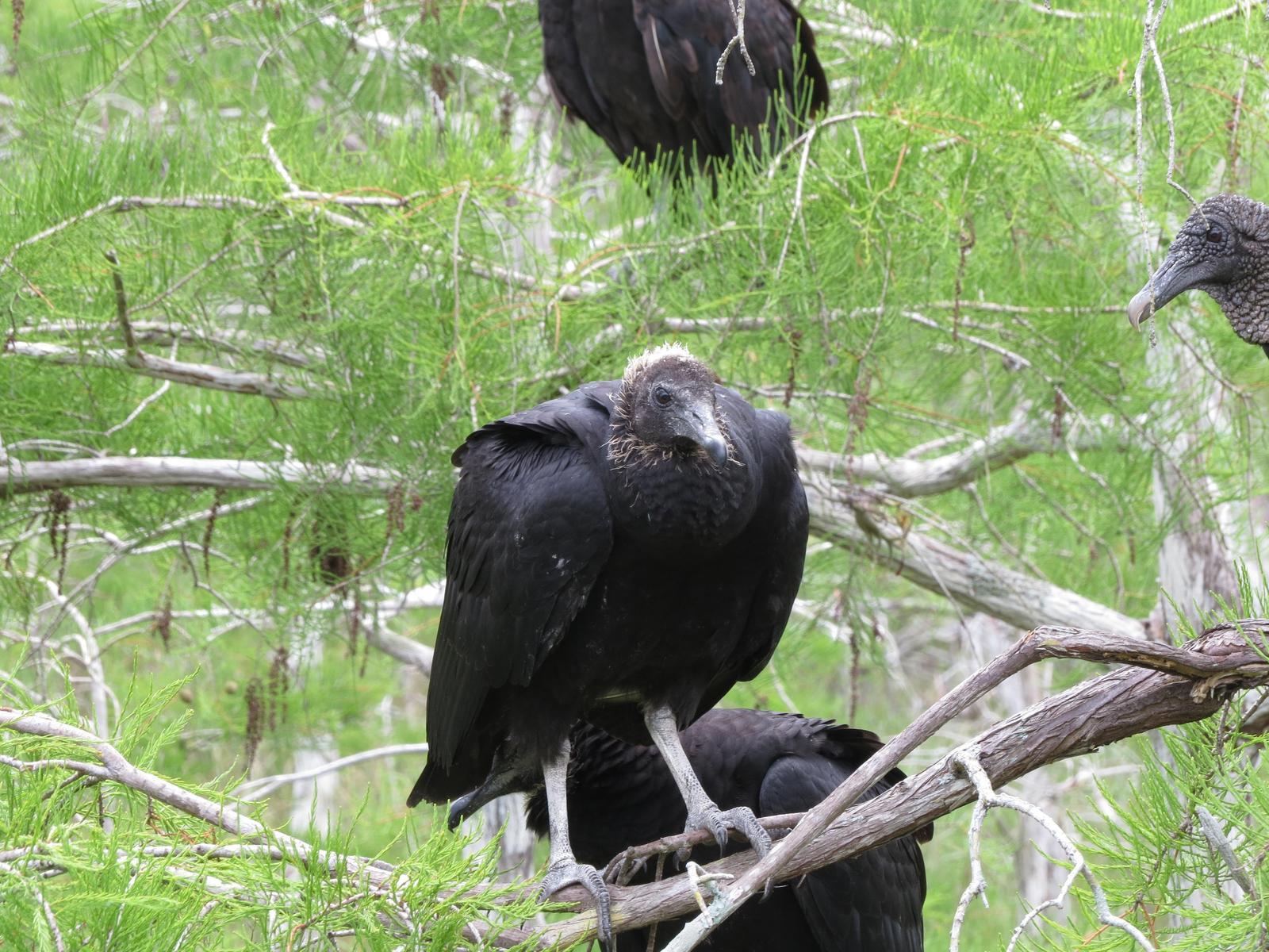 Black Vulture Photo by Kent Jensen