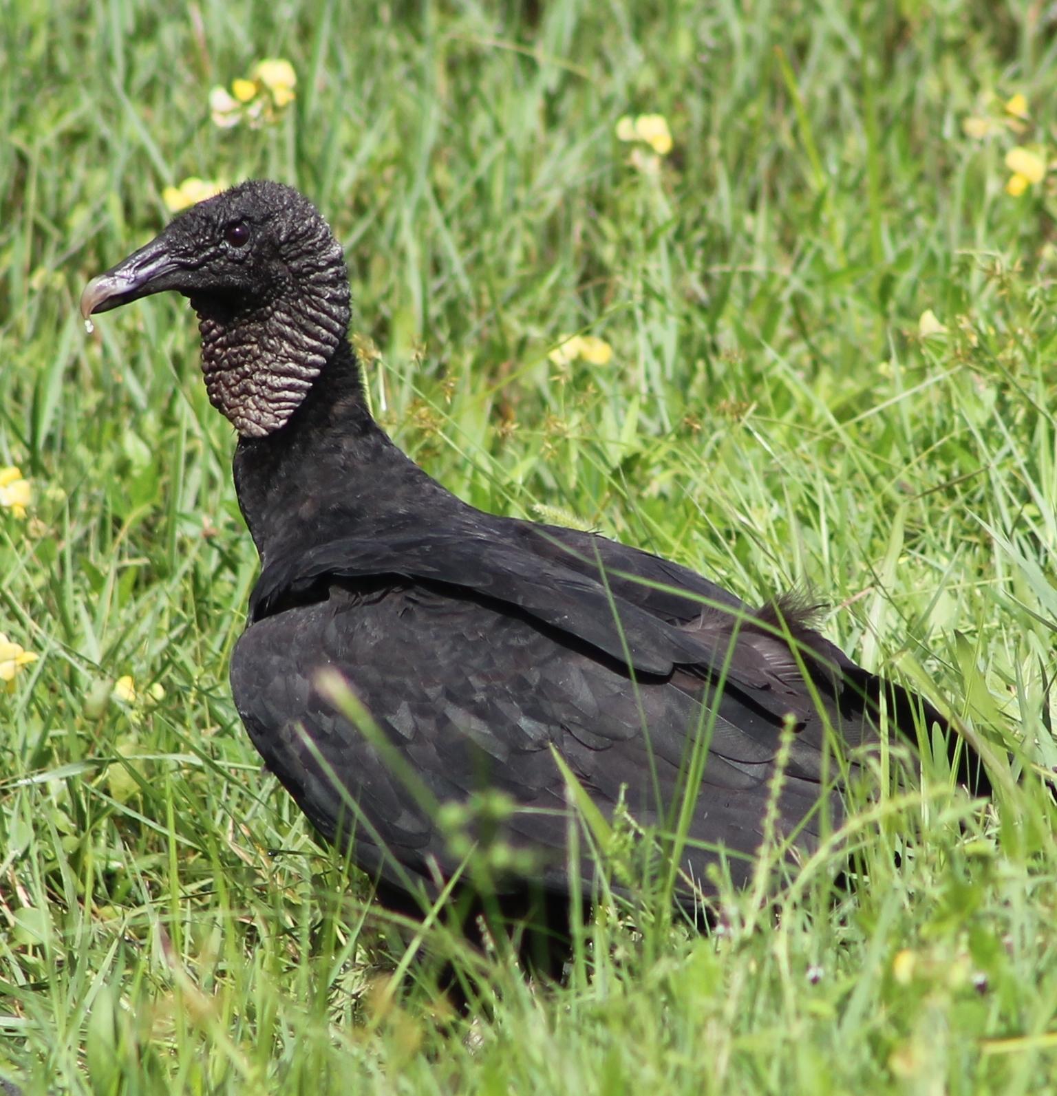 Black Vulture Photo by Bob Heitzman