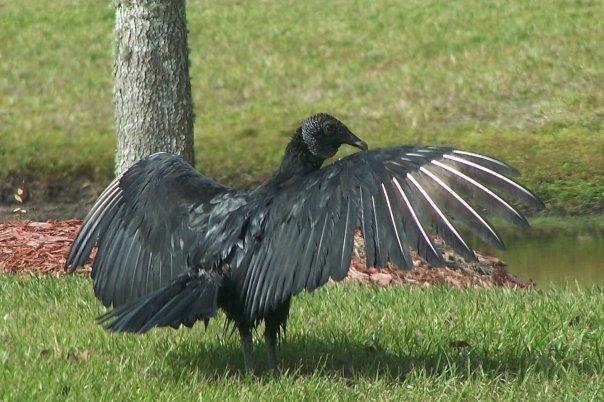 Black Vulture Photo by Mike Ballentine