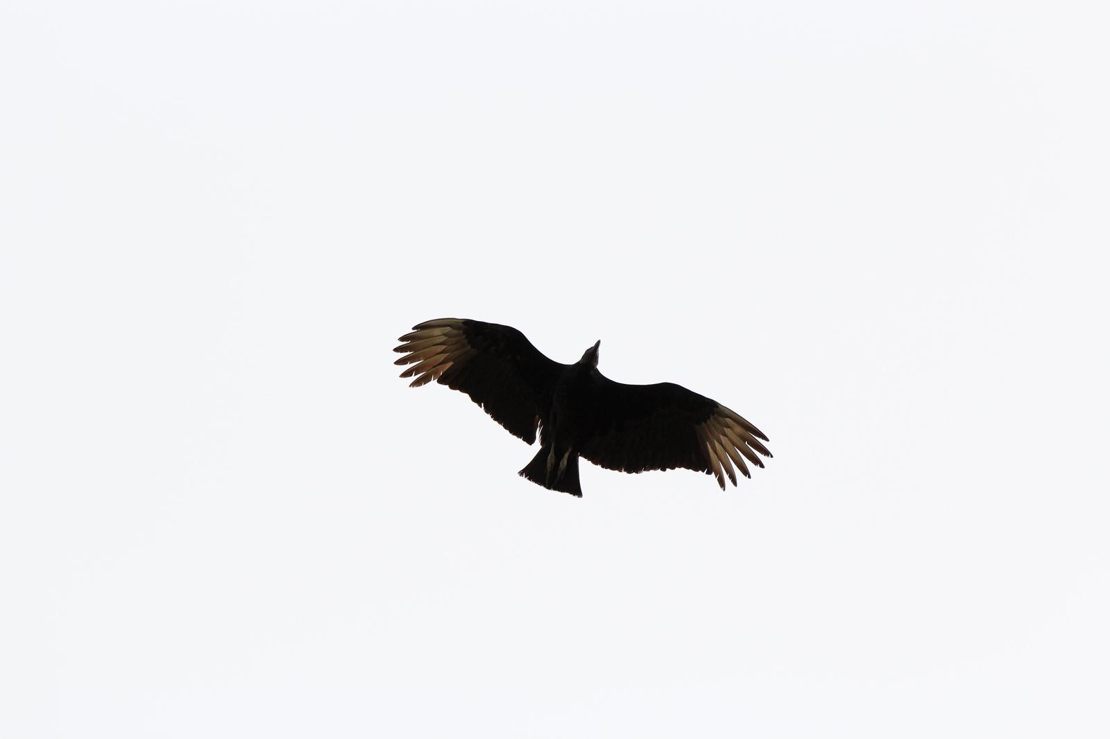 Black Vulture Photo by Kristy Baker