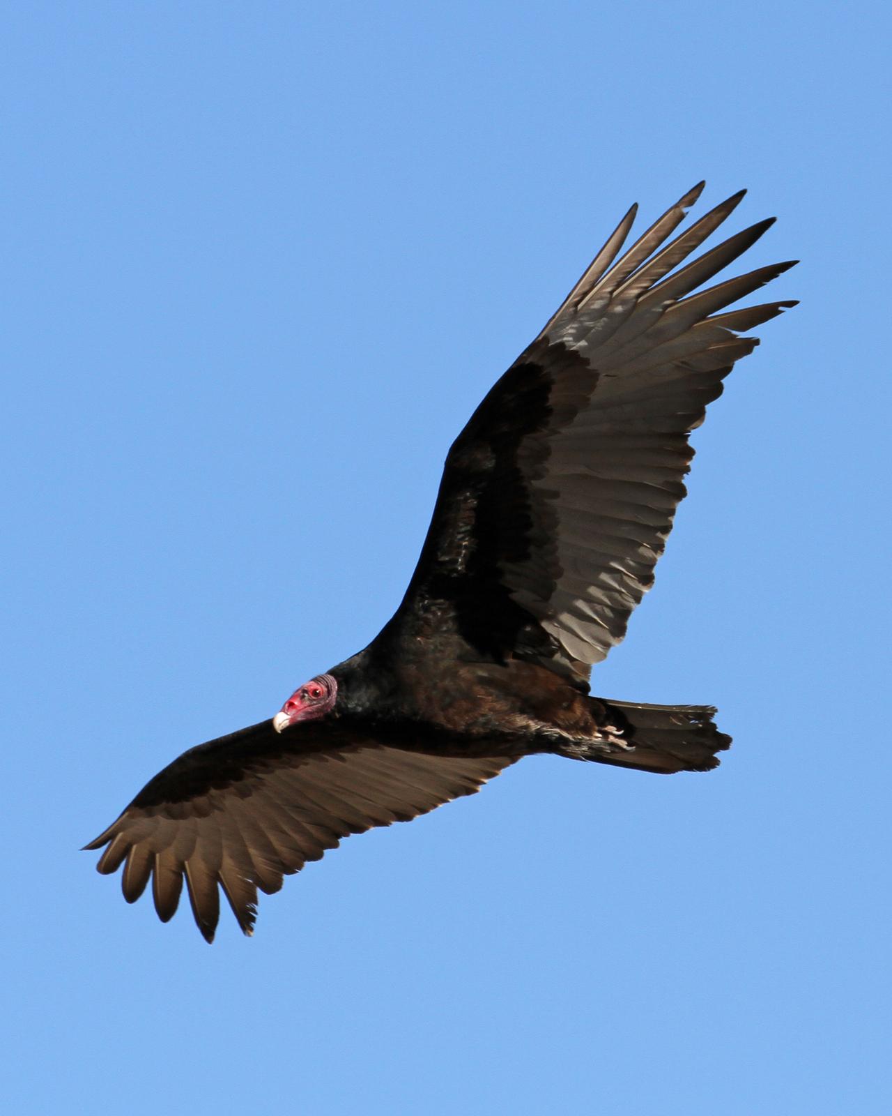 Turkey Vulture Photo by Jamie Chavez