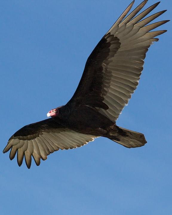 Turkey Vulture Photo by Denis Rivard