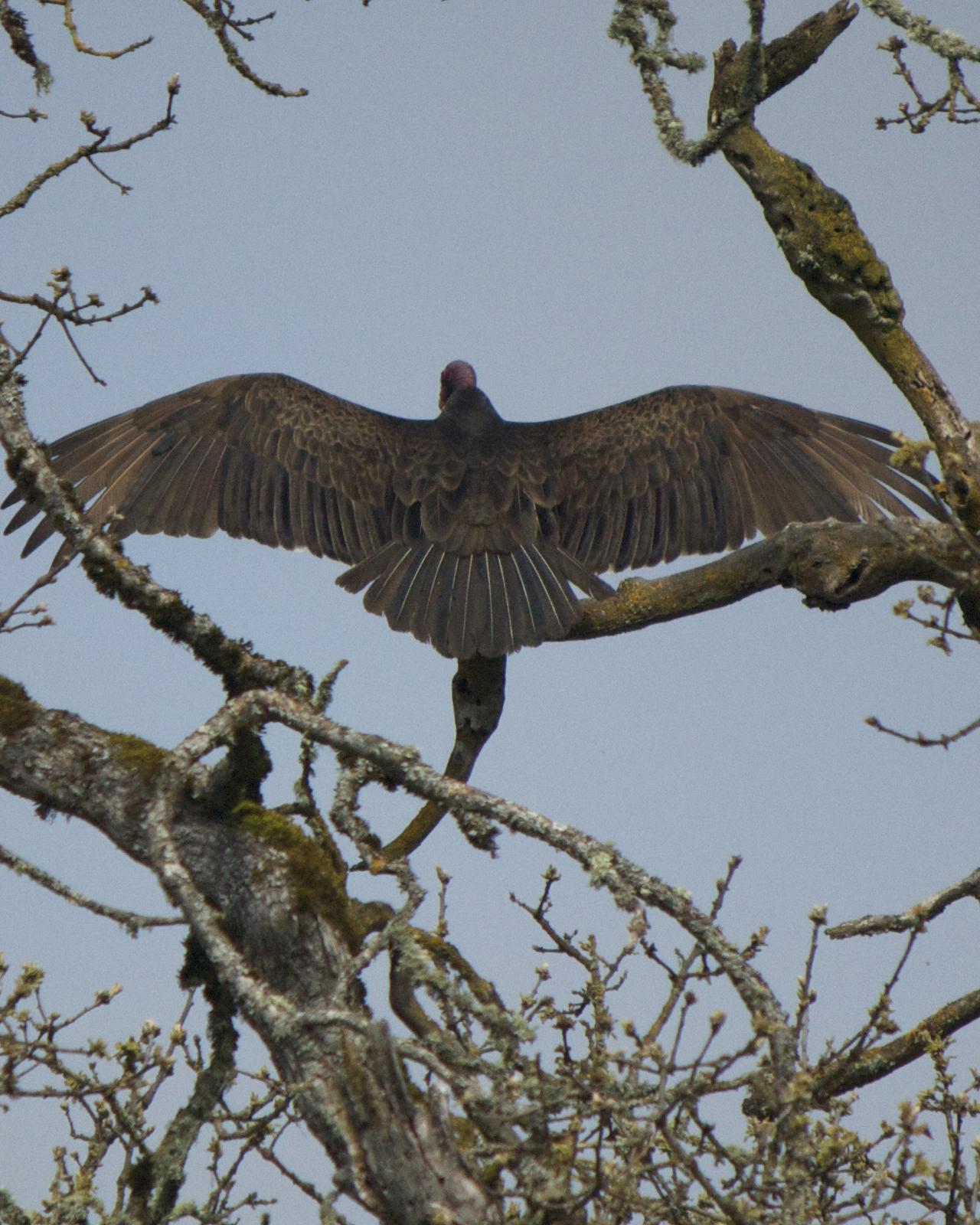 Turkey Vulture Photo by Mark Baldwin