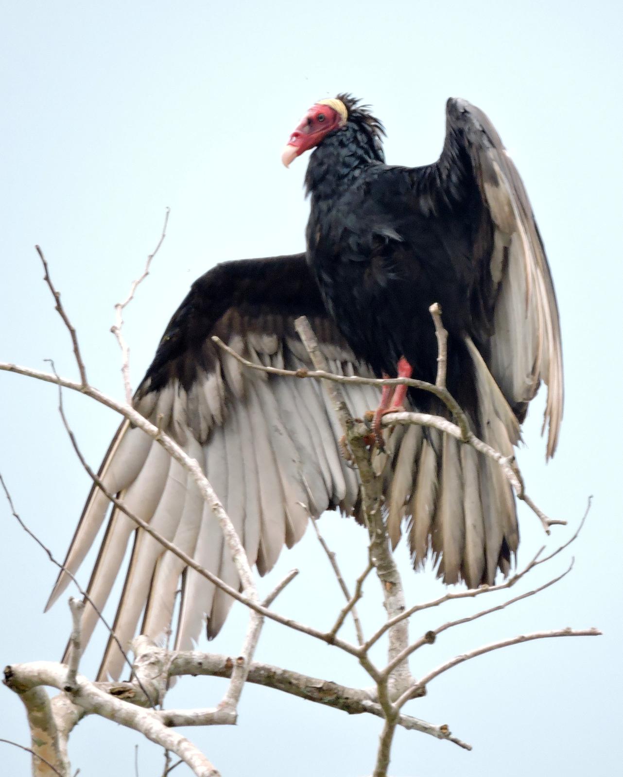 Turkey Vulture Photo by Peter Lowe