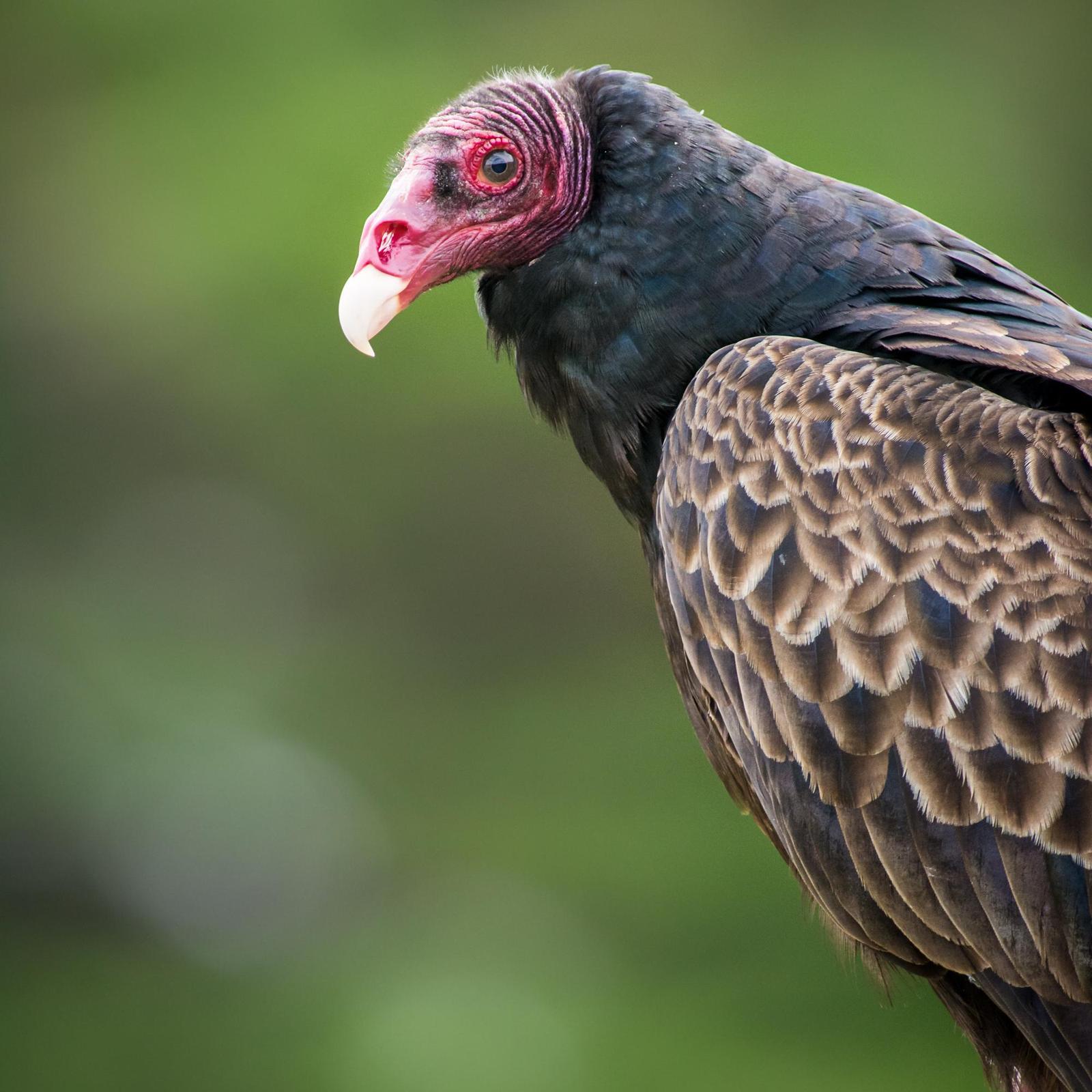 Turkey Vulture Photo by Jesse Hodges