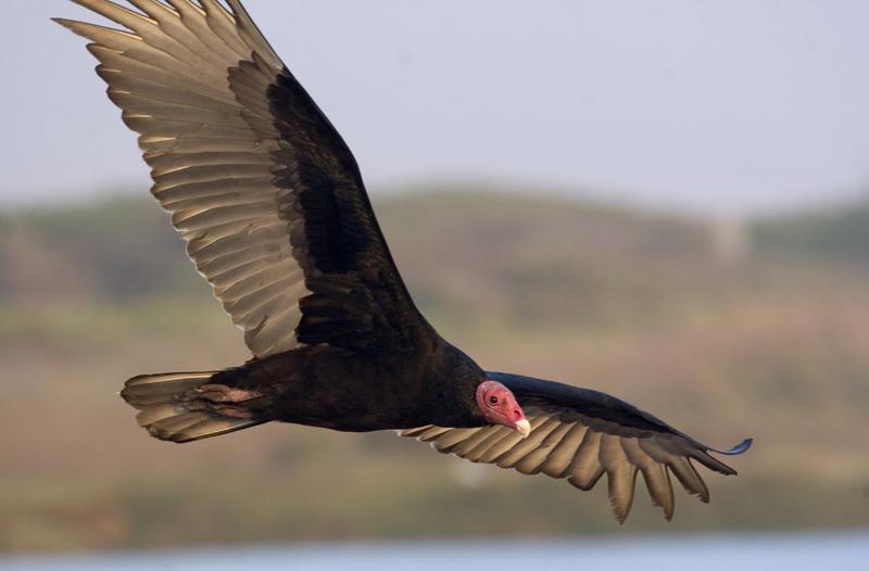 Turkey Vulture Photo by Ignacio Azocar