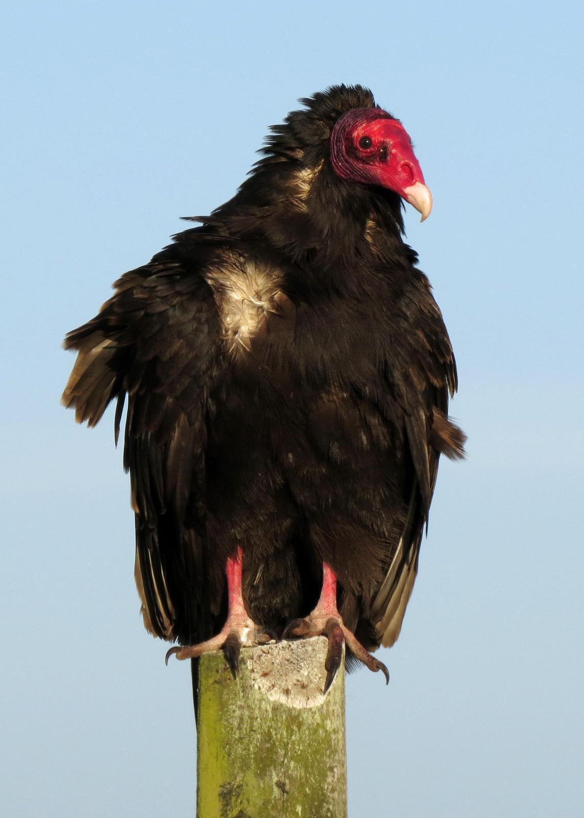 Turkey Vulture Photo by Kelly Preheim