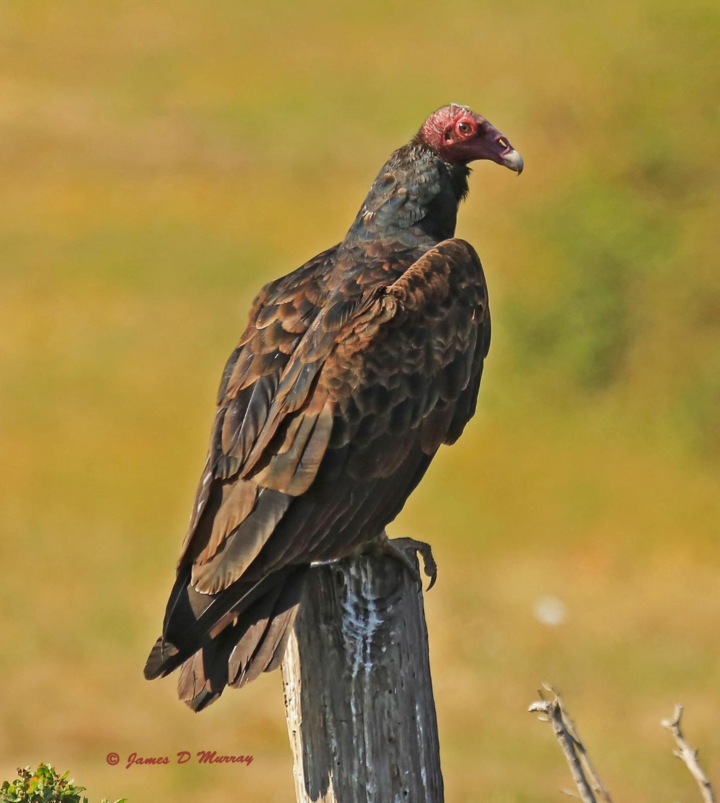 Turkey Vulture Photo by Jim  Murray
