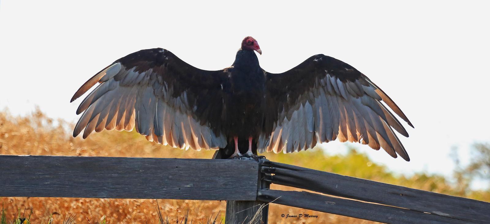 Turkey Vulture Photo by Jim  Murray