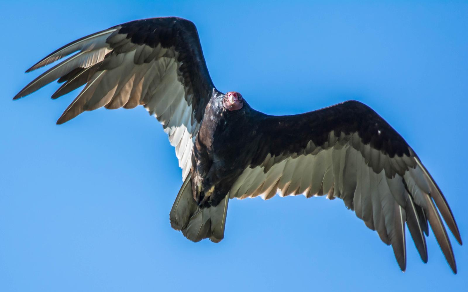 Turkey Vulture Photo by Karen Prisby