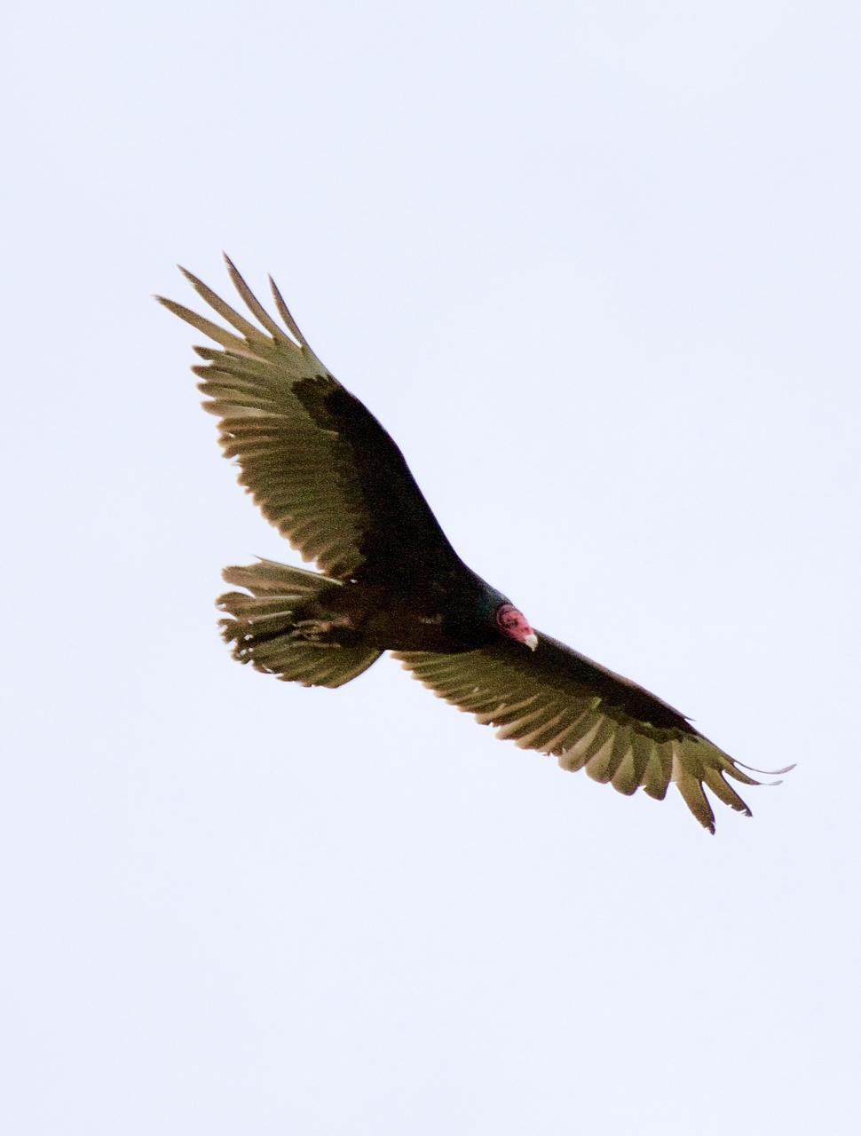 Turkey Vulture Photo by Brian Avent