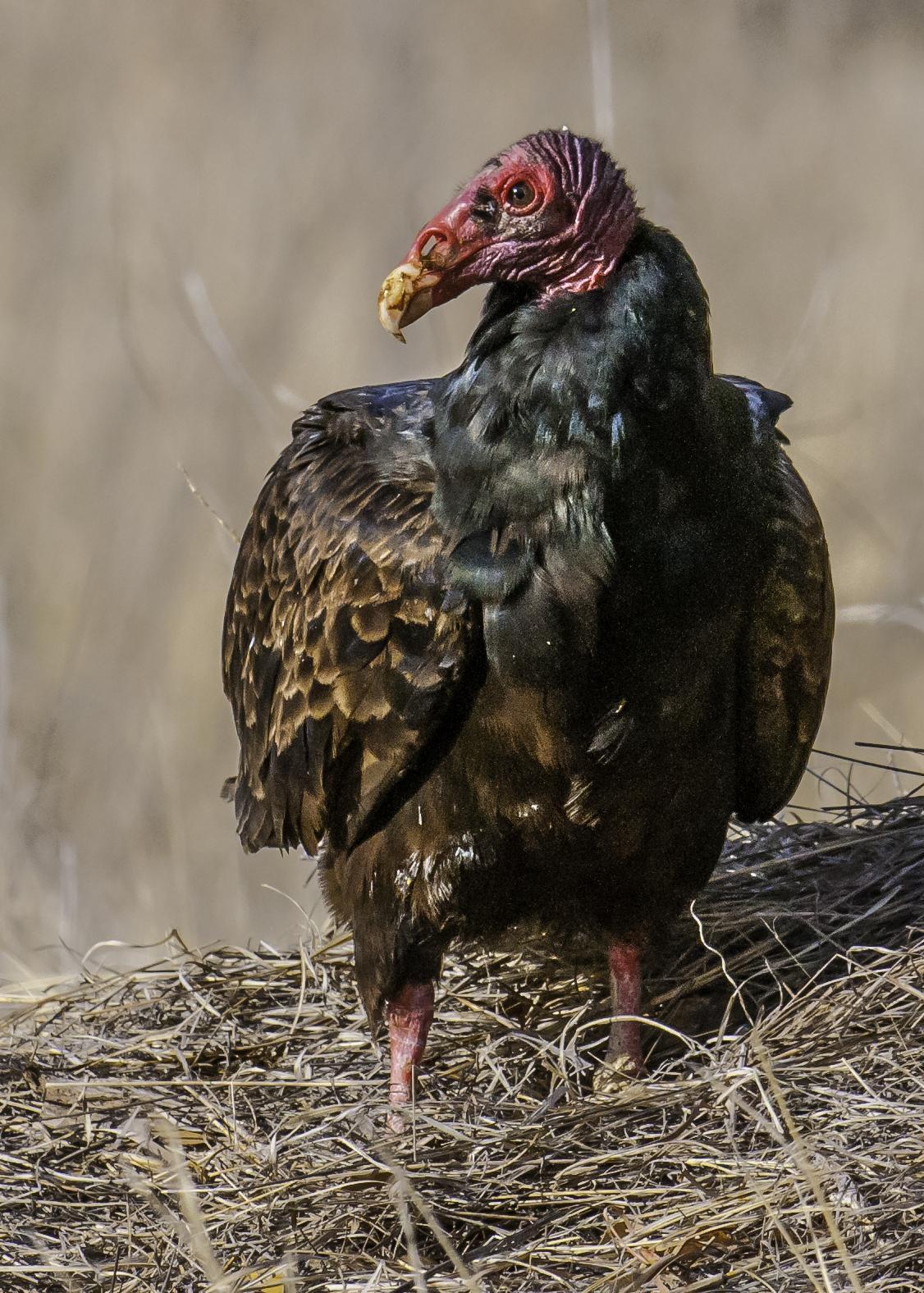 Turkey Vulture Photo by Mason Rose