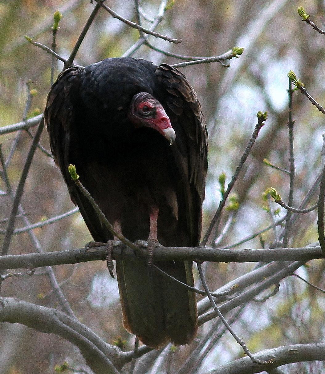 Turkey Vulture Photo by Demayne Murphy