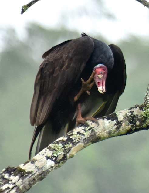 Turkey Vulture Photo by Andrew Pittman