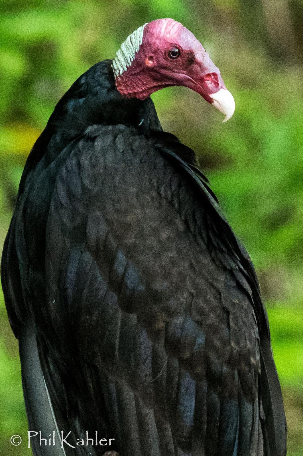Turkey Vulture Photo by Phil Kahler