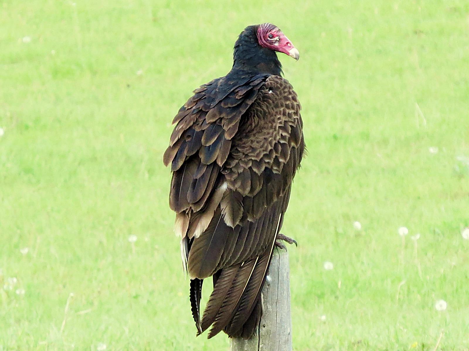 Turkey Vulture Photo by Bob Neugebauer