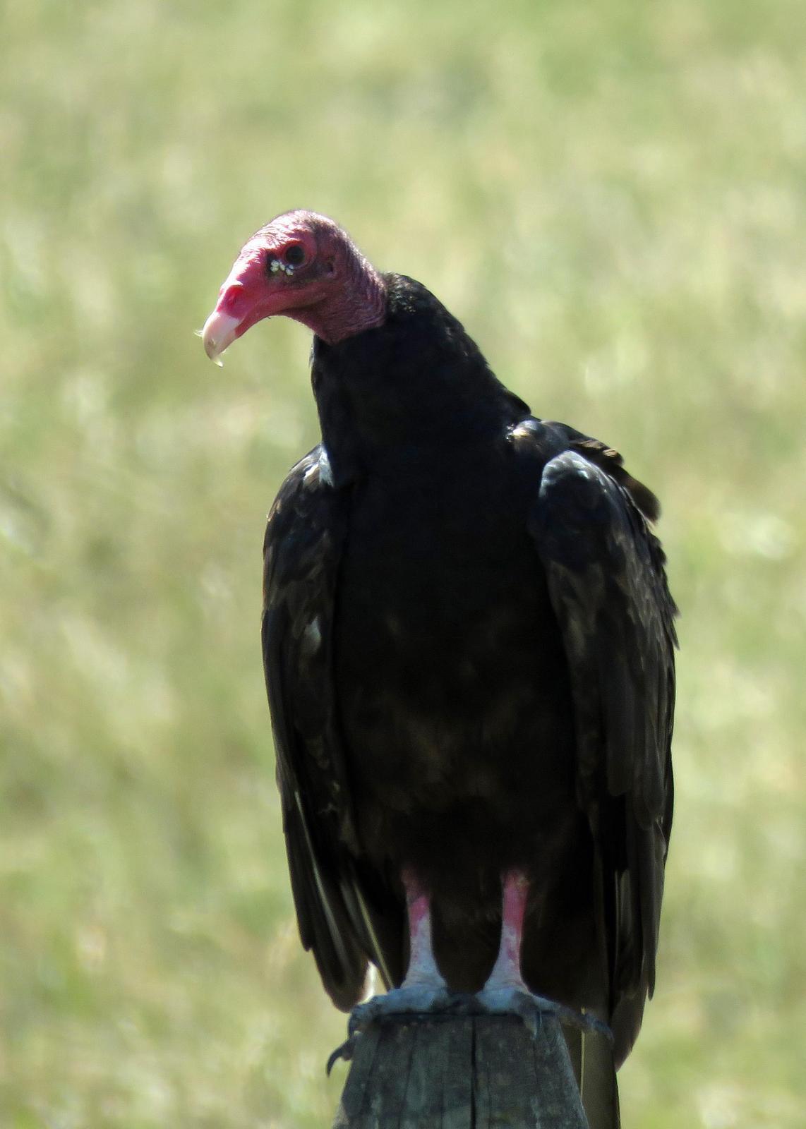 Turkey Vulture Photo by Kelly Preheim