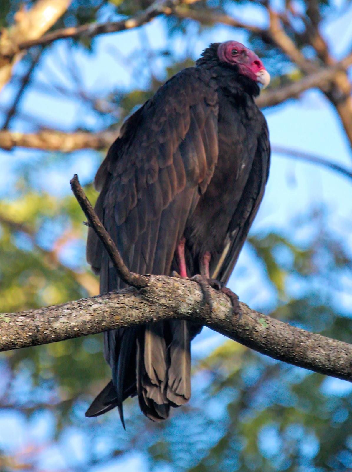 Turkey Vulture Photo by Dan Tallman