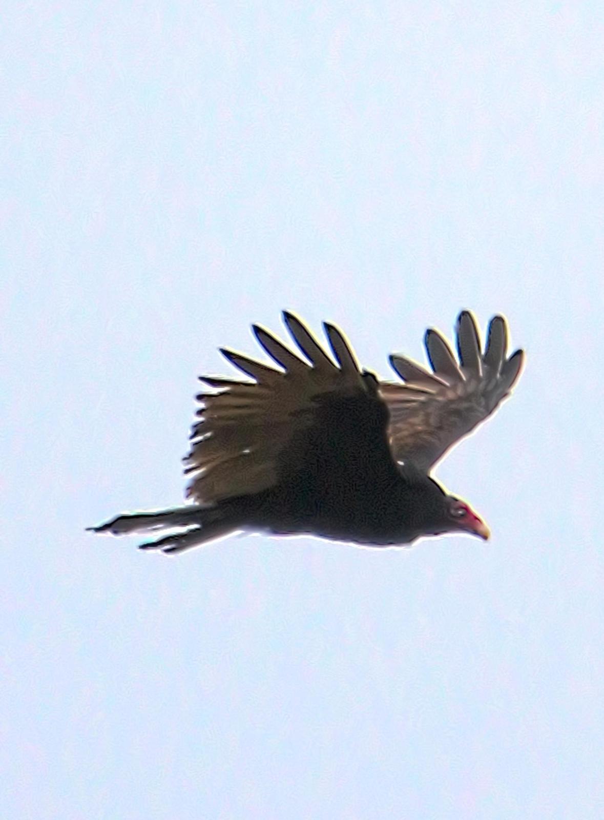 Turkey Vulture Photo by Dan Tallman