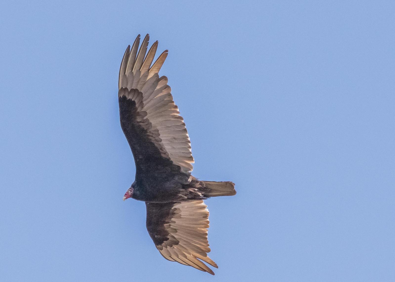 Turkey Vulture Photo by Keshava Mysore