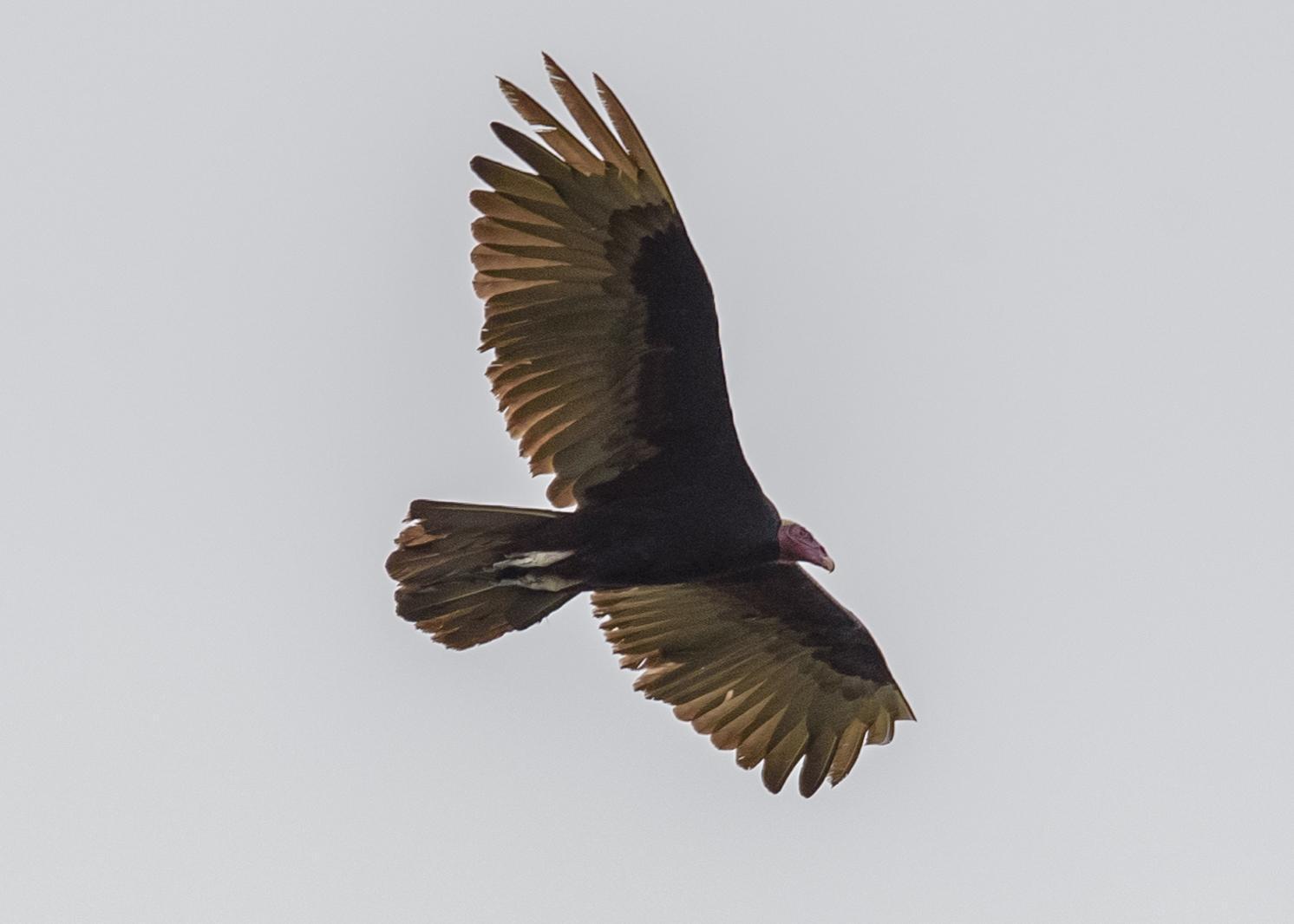 Turkey Vulture Photo by Keshava Mysore