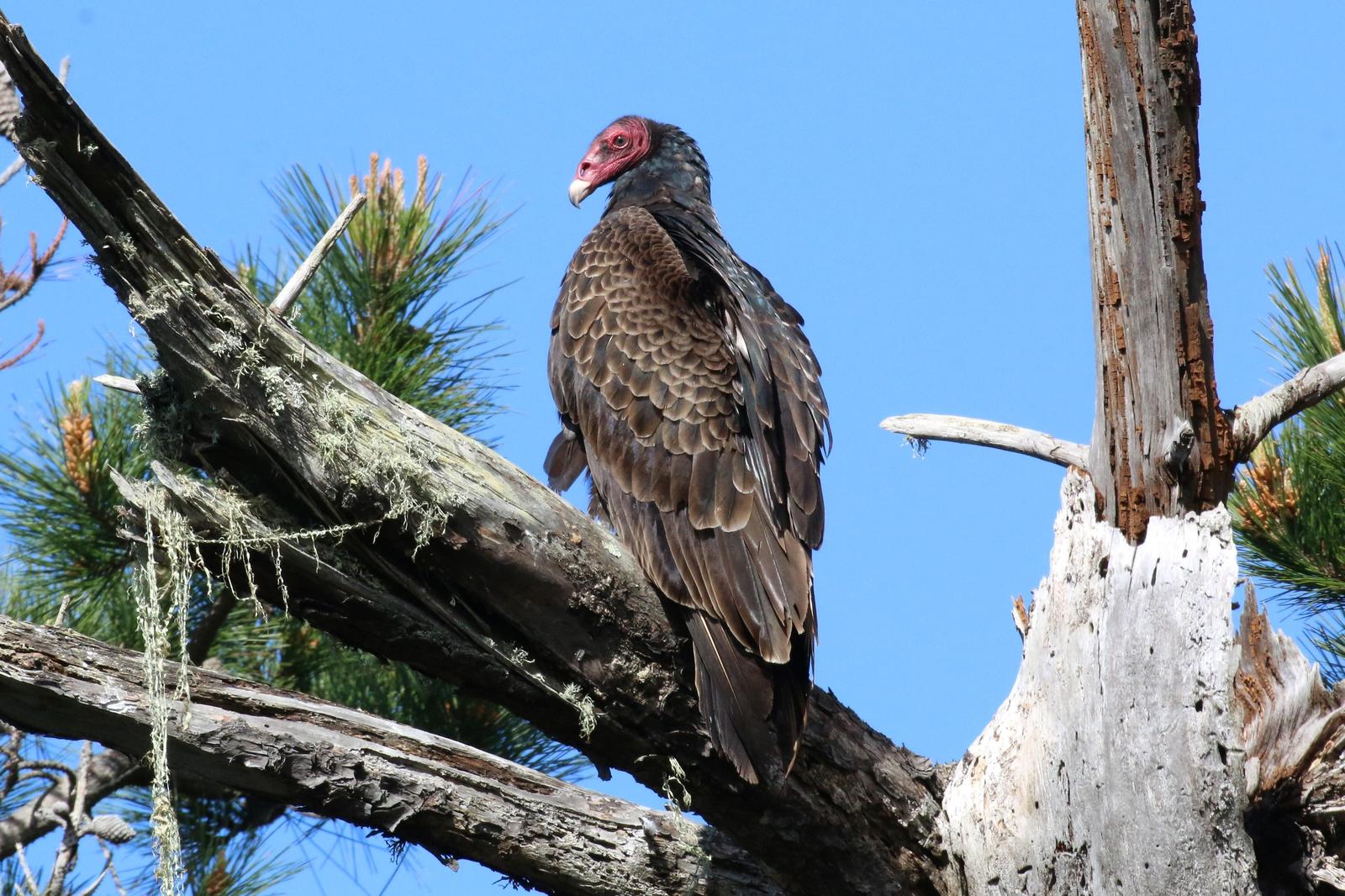 Turkey Vulture Photo by Richard Jeffers