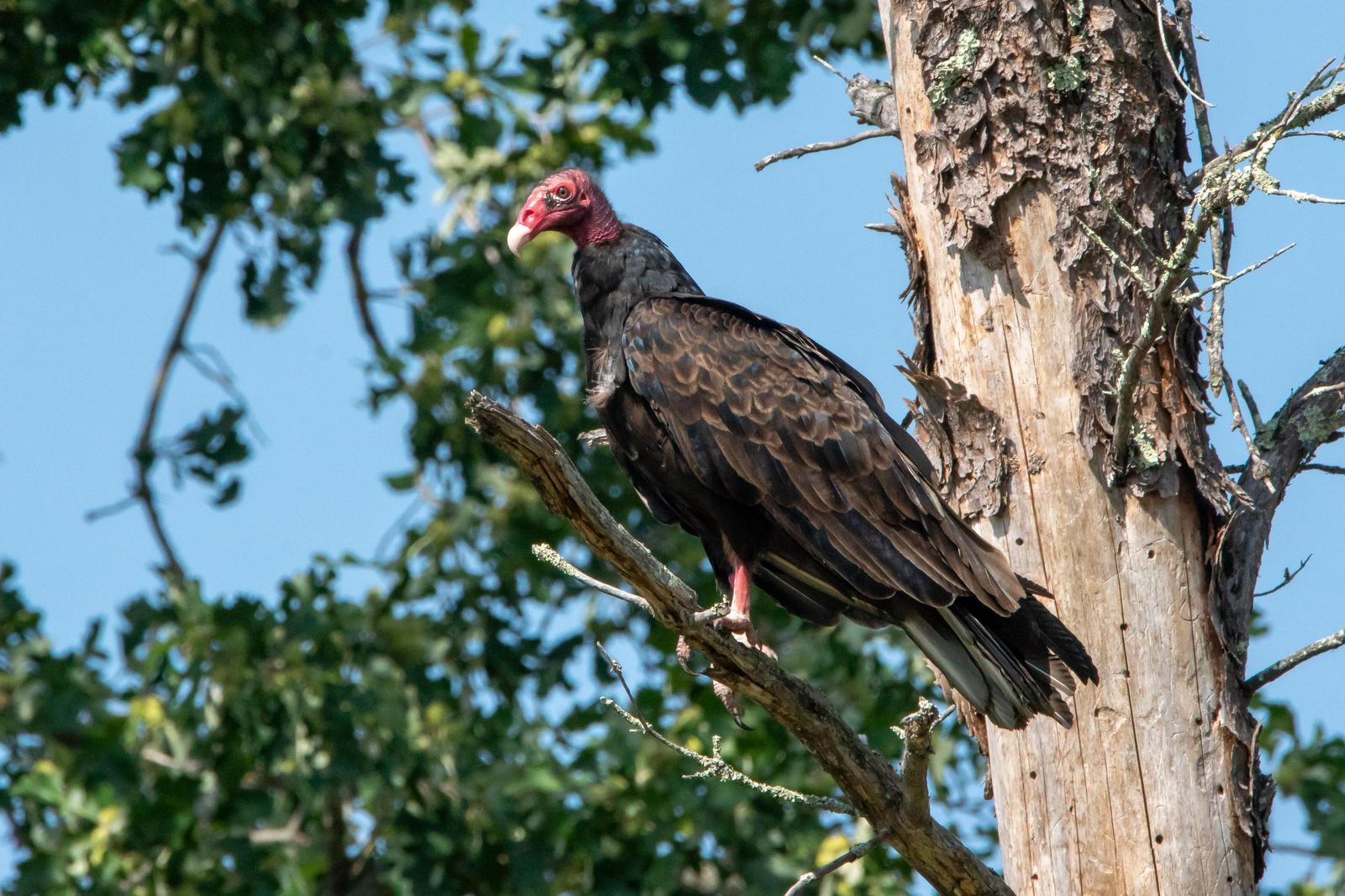 Turkey Vulture Photo by Gerald Hoekstra