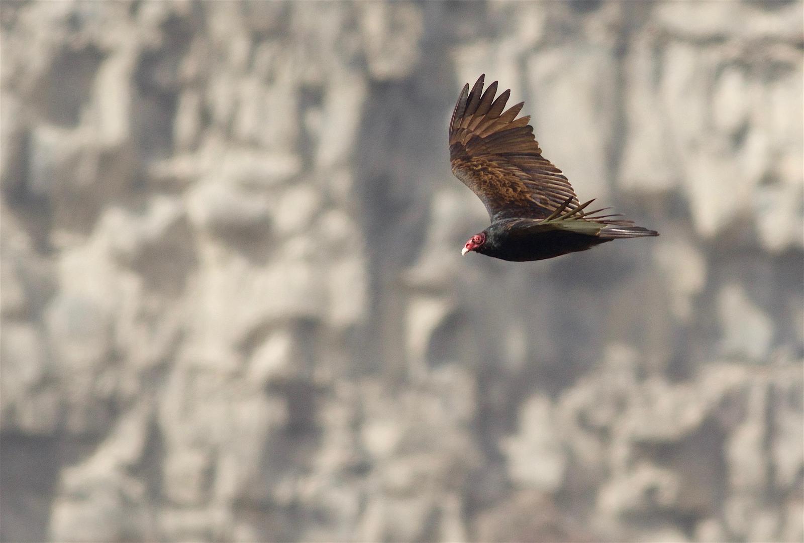 Turkey Vulture Photo by Kathryn Keith