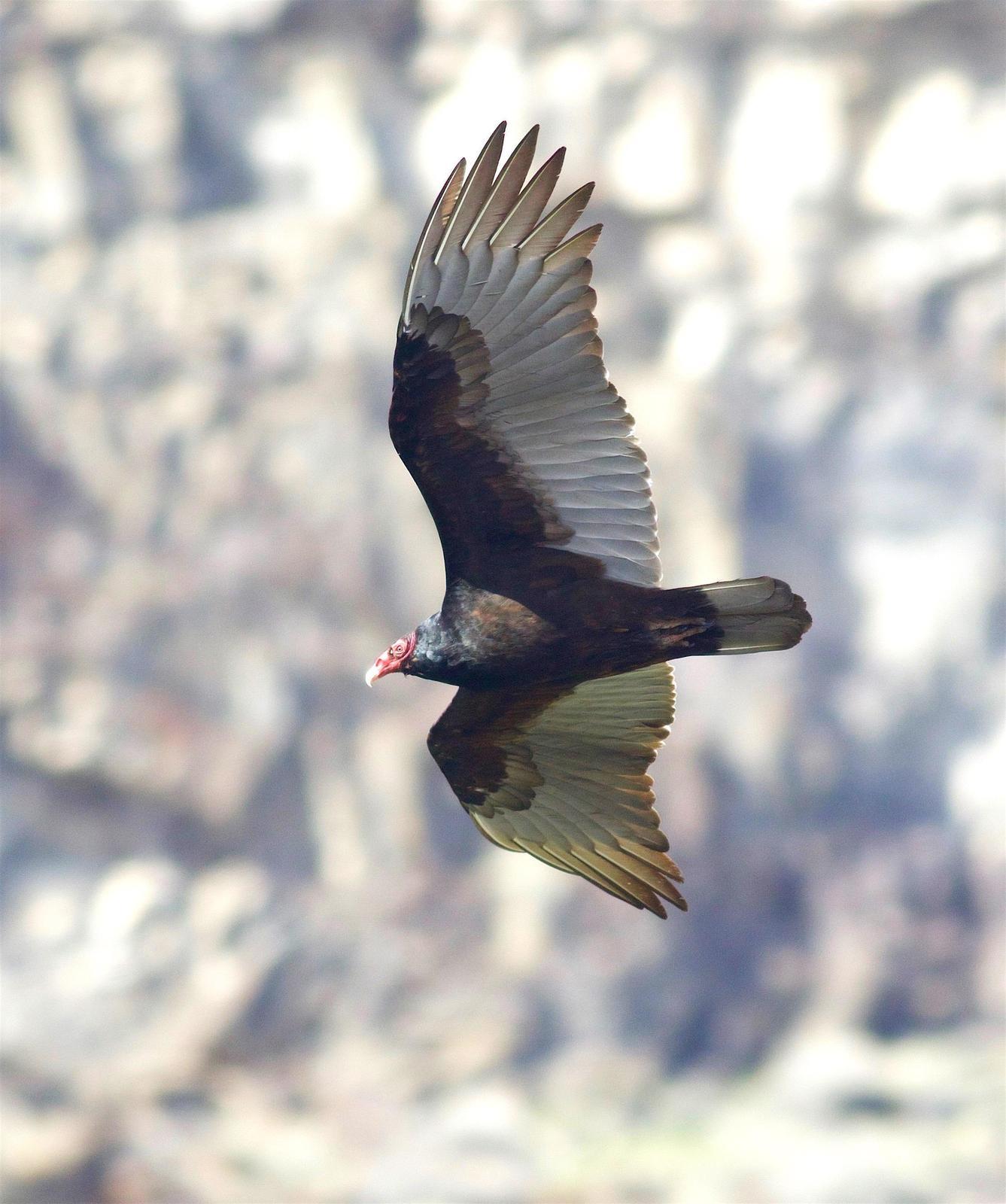 Turkey Vulture Photo by Kathryn Keith