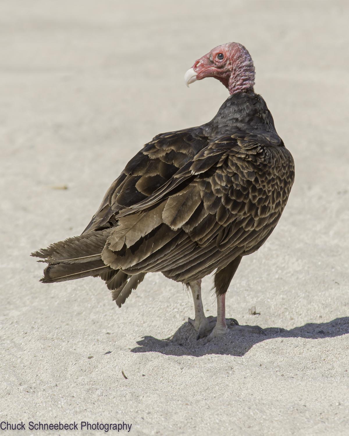 Turkey Vulture Photo by Chuck  Schneebeck