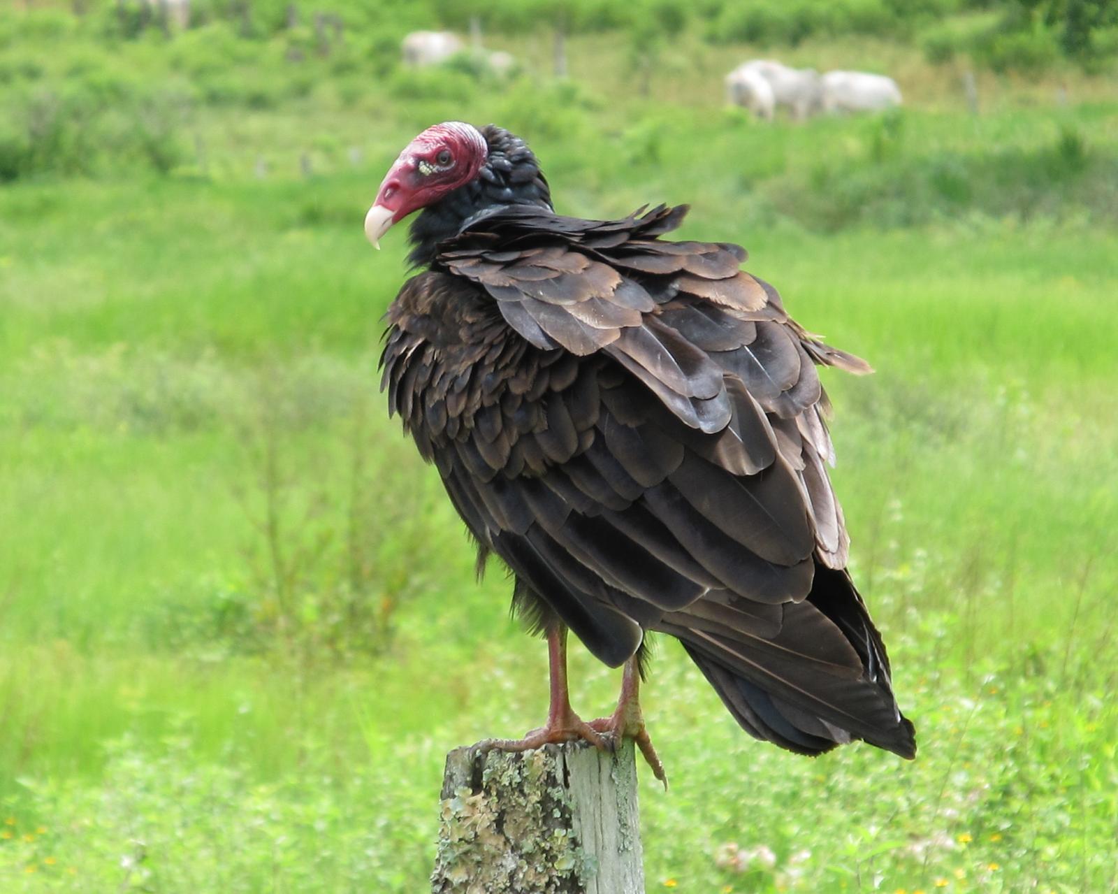 Turkey Vulture Photo by David Bell