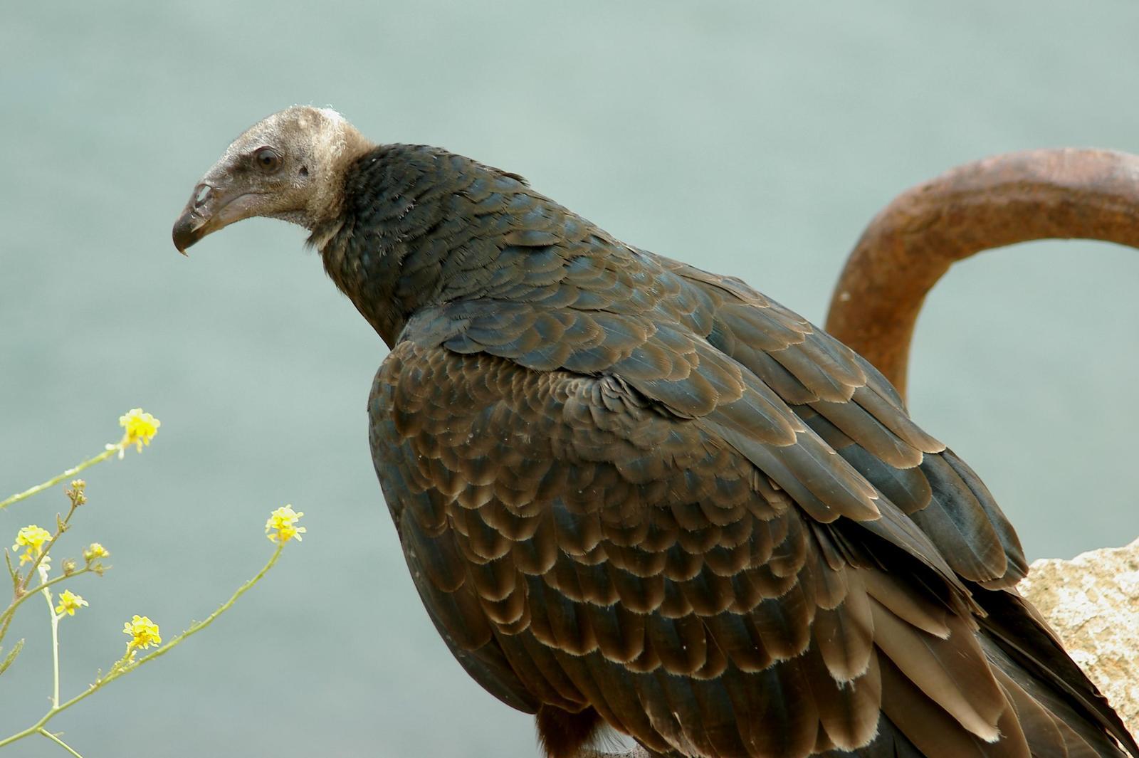 Turkey Vulture Photo by Kent Jensen