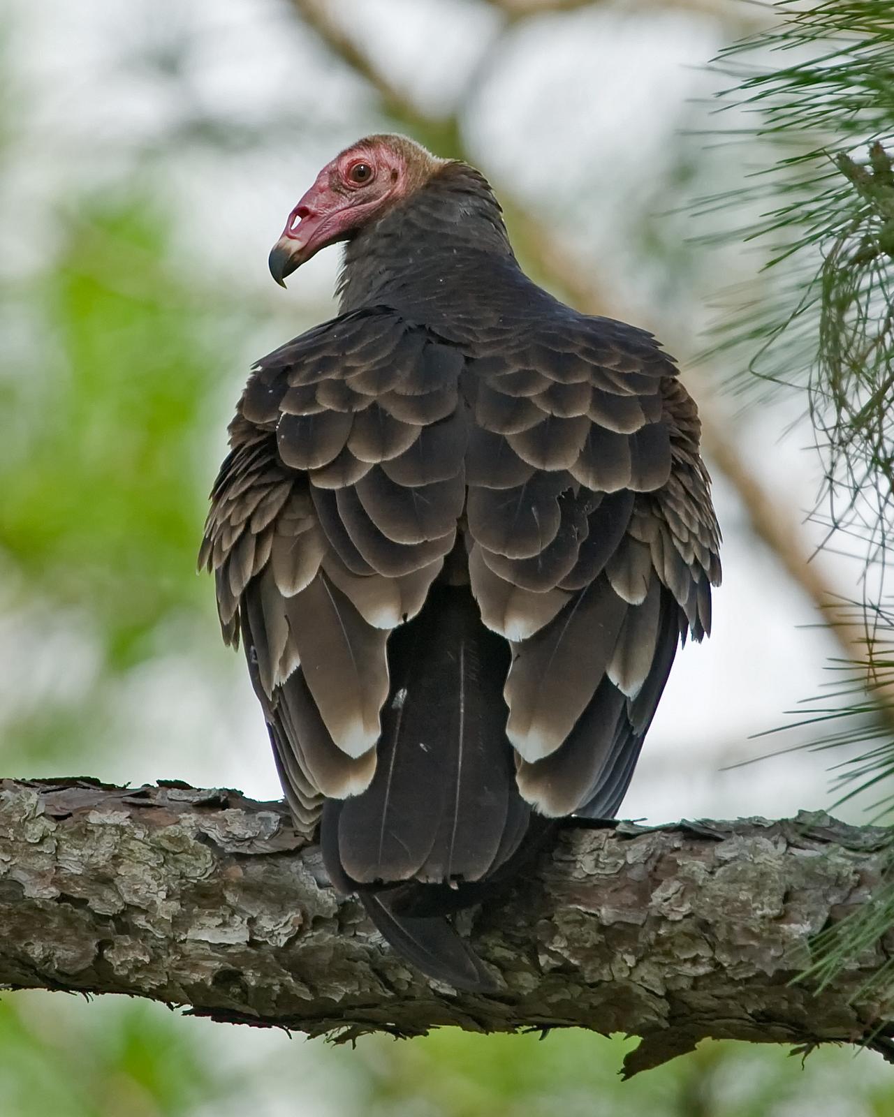 Turkey Vulture Photo by JC Knoll