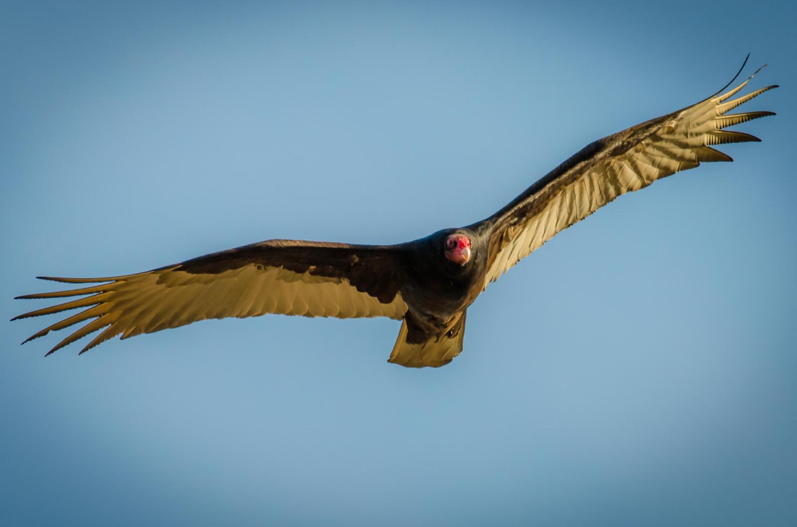 Turkey Vulture Photo by Scott Yerges