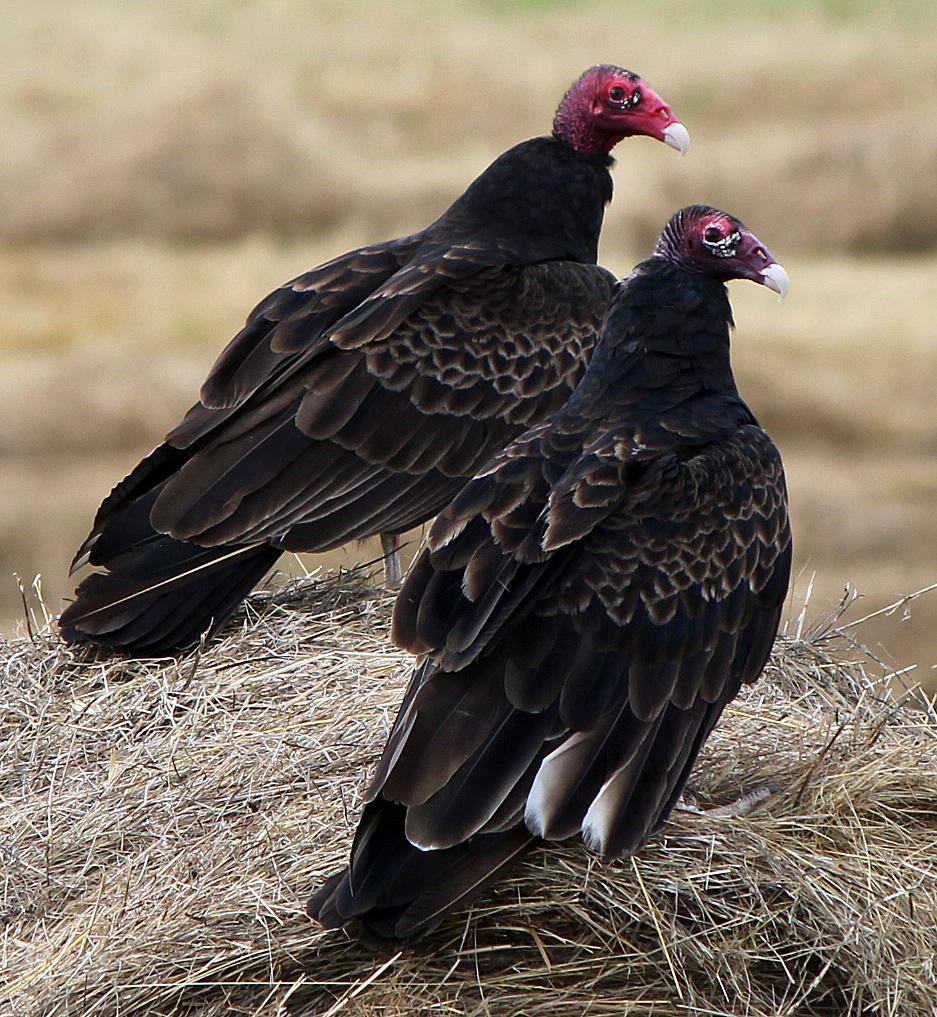 Turkey Vulture Photo by Tom Gannon