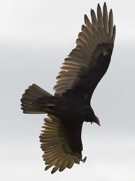 Turkey Vulture (Northern) Photo by Dan Tallman