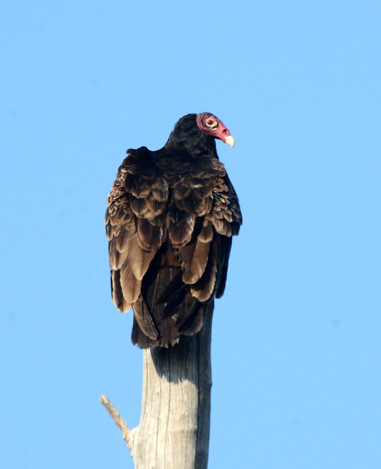 Turkey Vulture (Northern) Photo by Steven Mlodinow