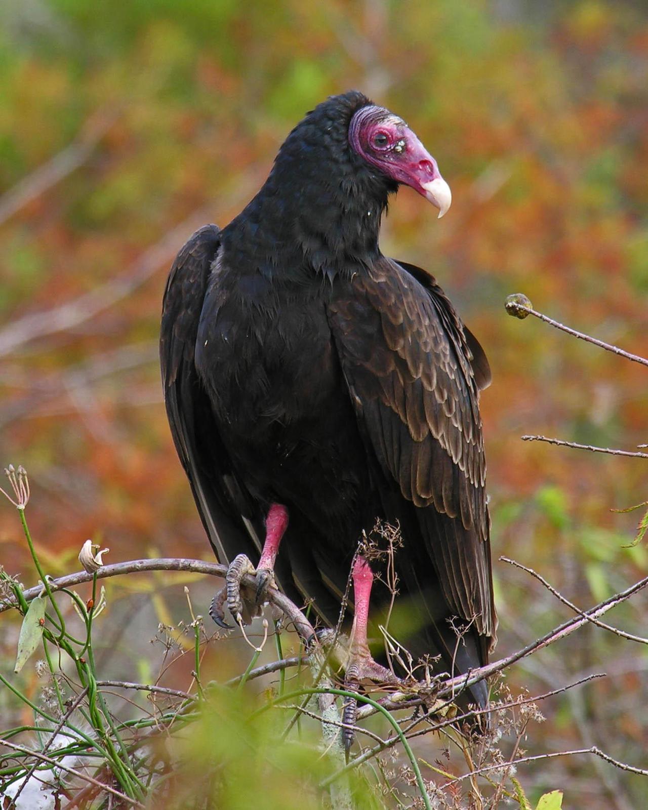 Turkey Vulture (Northern) Photo by Tom Shreve