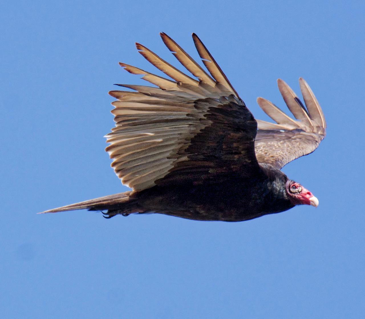 Turkey Vulture (Northern) Photo by Brian Avent