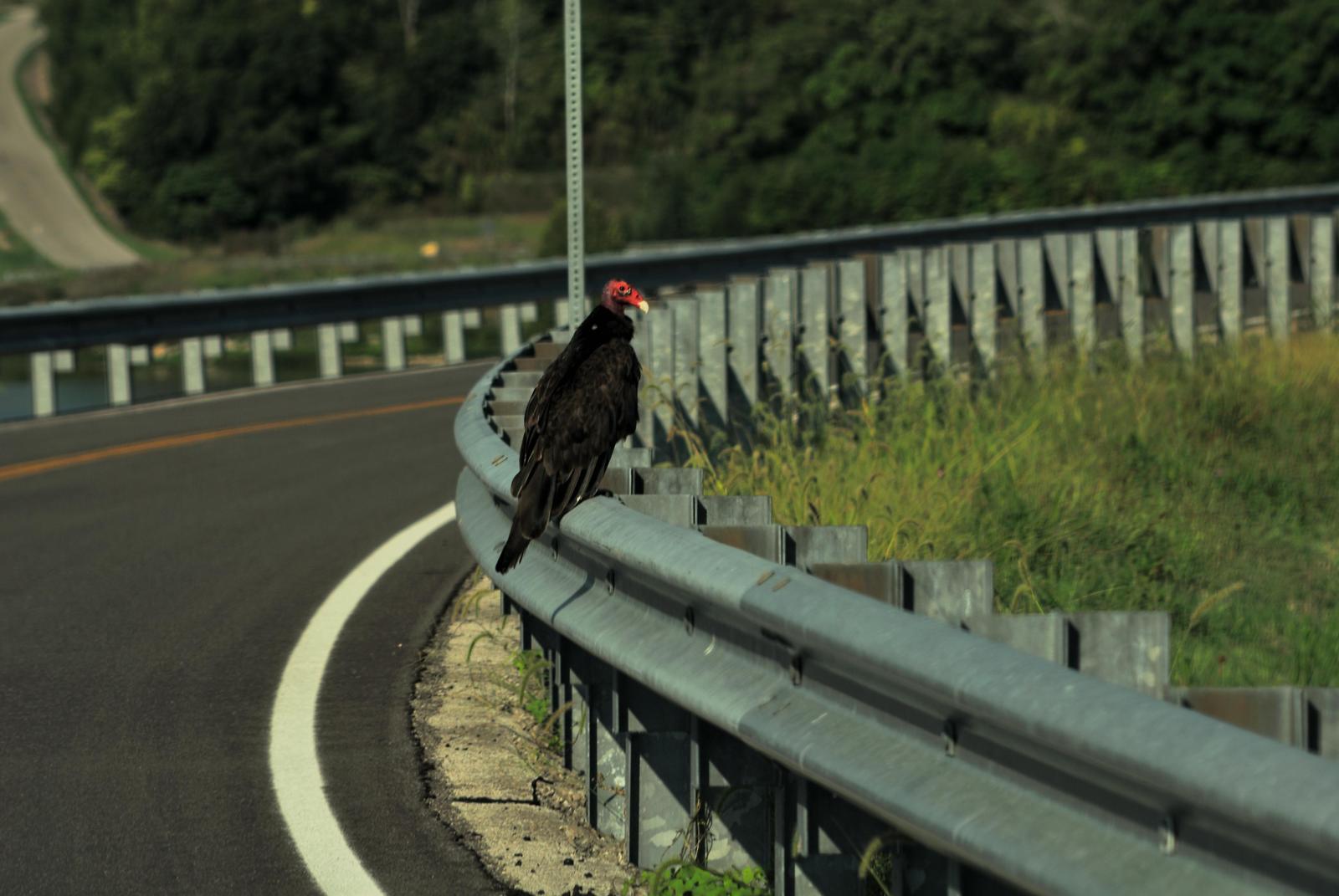 Turkey Vulture (Northern) Photo by RM Beck