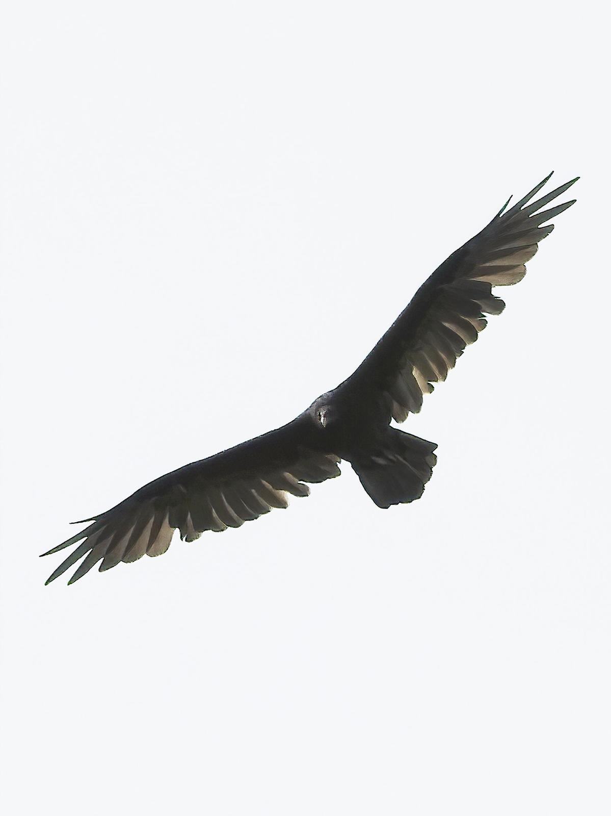 Turkey Vulture (Northern) Photo by Dan Tallman
