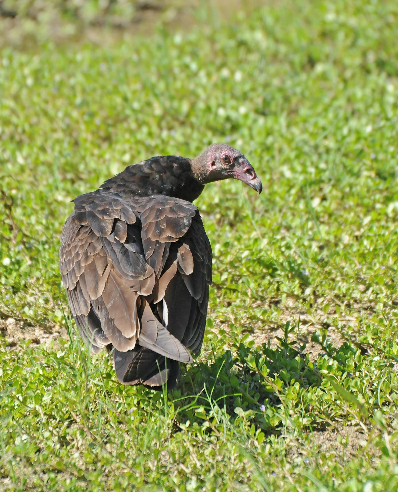 Turkey Vulture (Northern) Photo by Steven Mlodinow