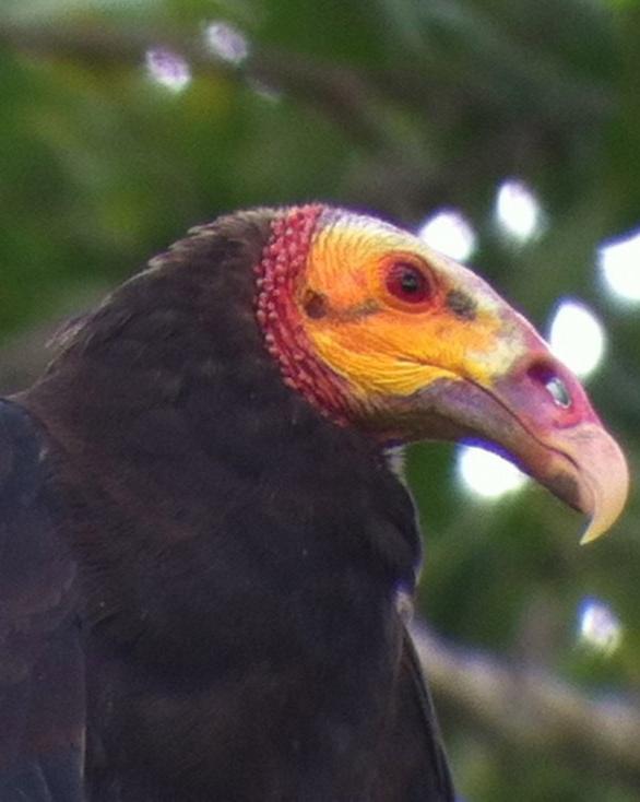 Lesser Yellow-headed Vulture Photo by Bob and Bettina Arrigoni
