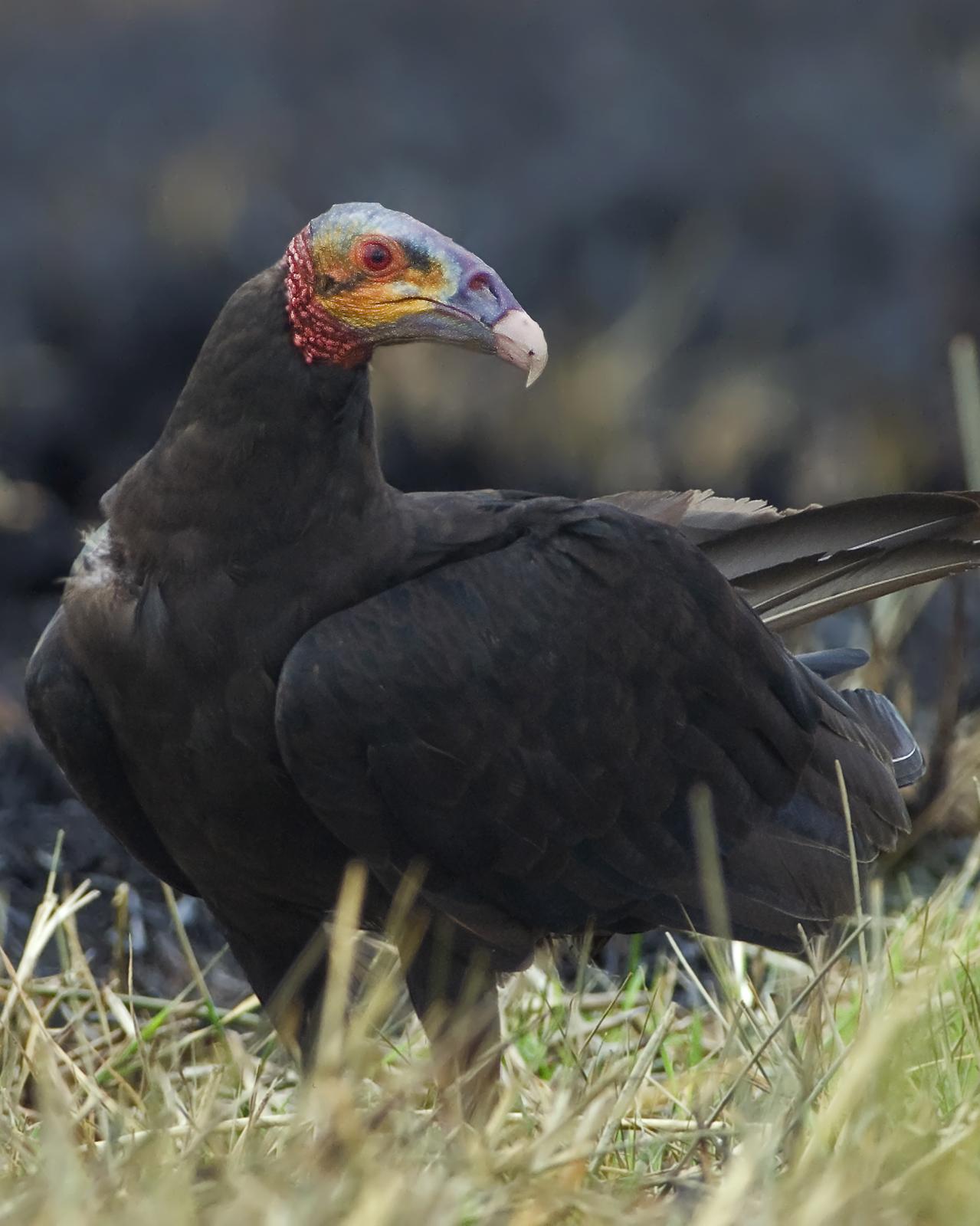 Lesser Yellow-headed Vulture Photo by Alex Vargas