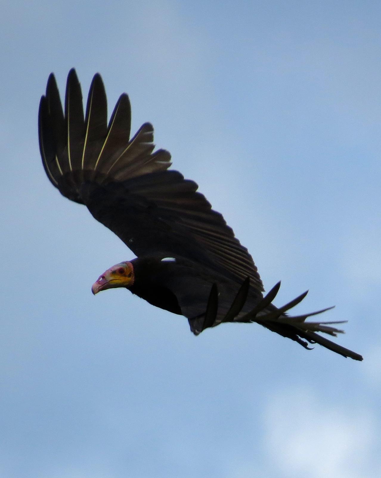Lesser Yellow-headed Vulture Photo by John van Dort