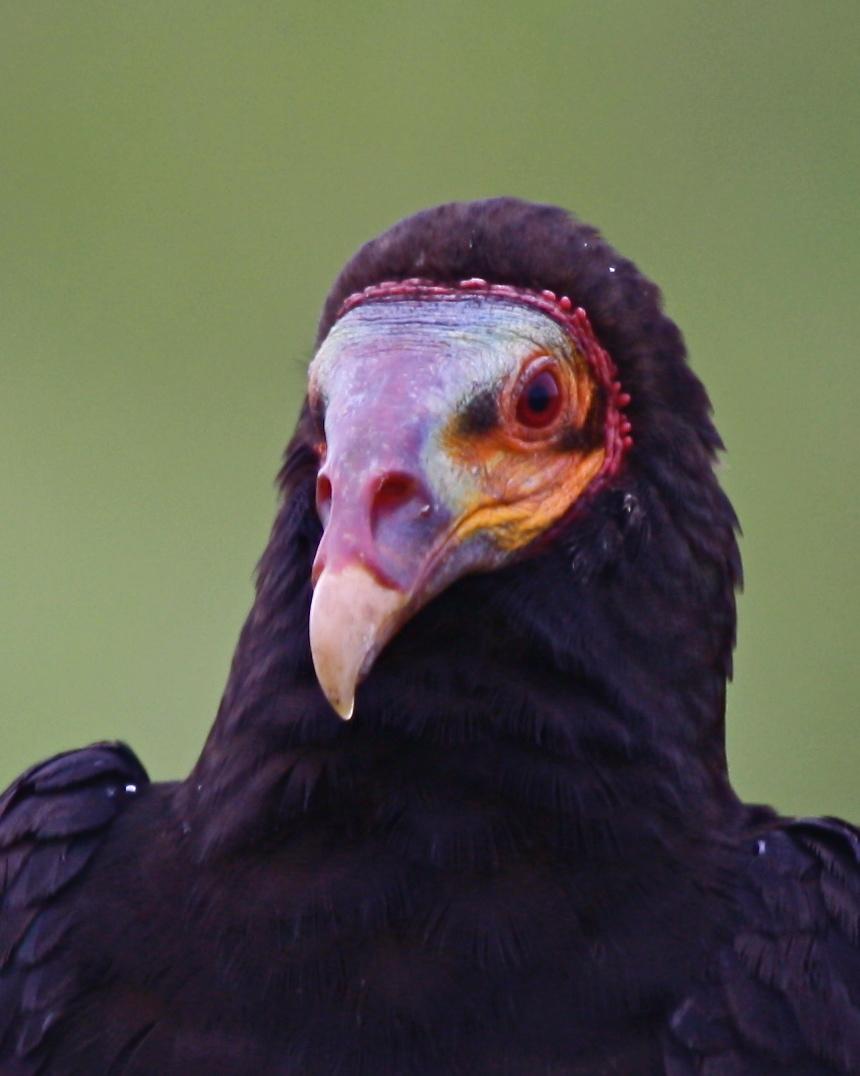 Lesser Yellow-headed Vulture Photo by Michael L. P. Retter