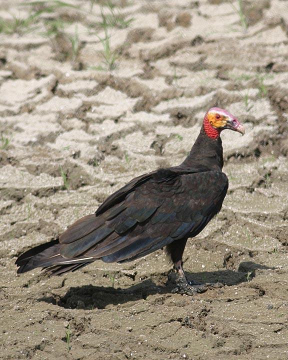 Lesser Yellow-headed Vulture Photo by Peter Boesman