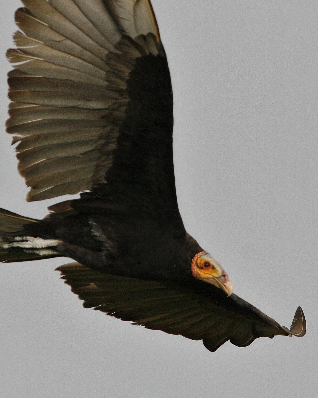Lesser Yellow-headed Vulture Photo by Oscar Johnson